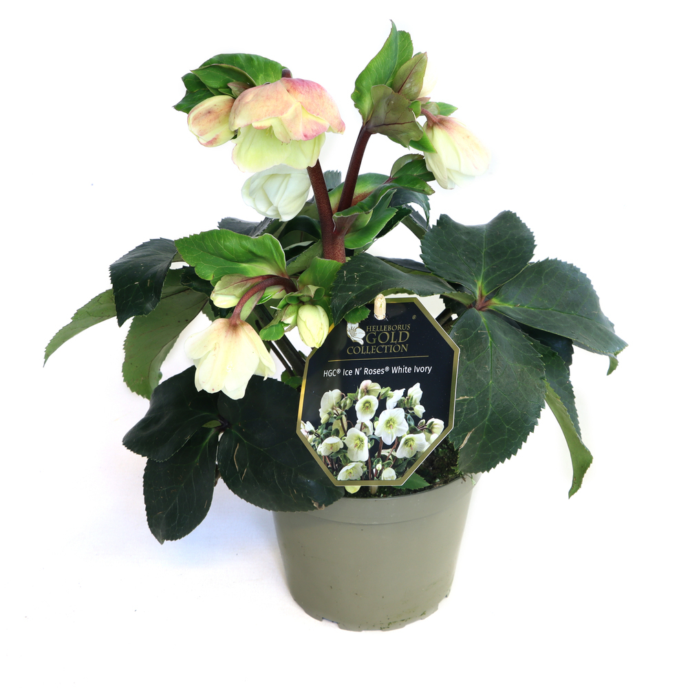 Helleborus glandorfensis inr white ivory