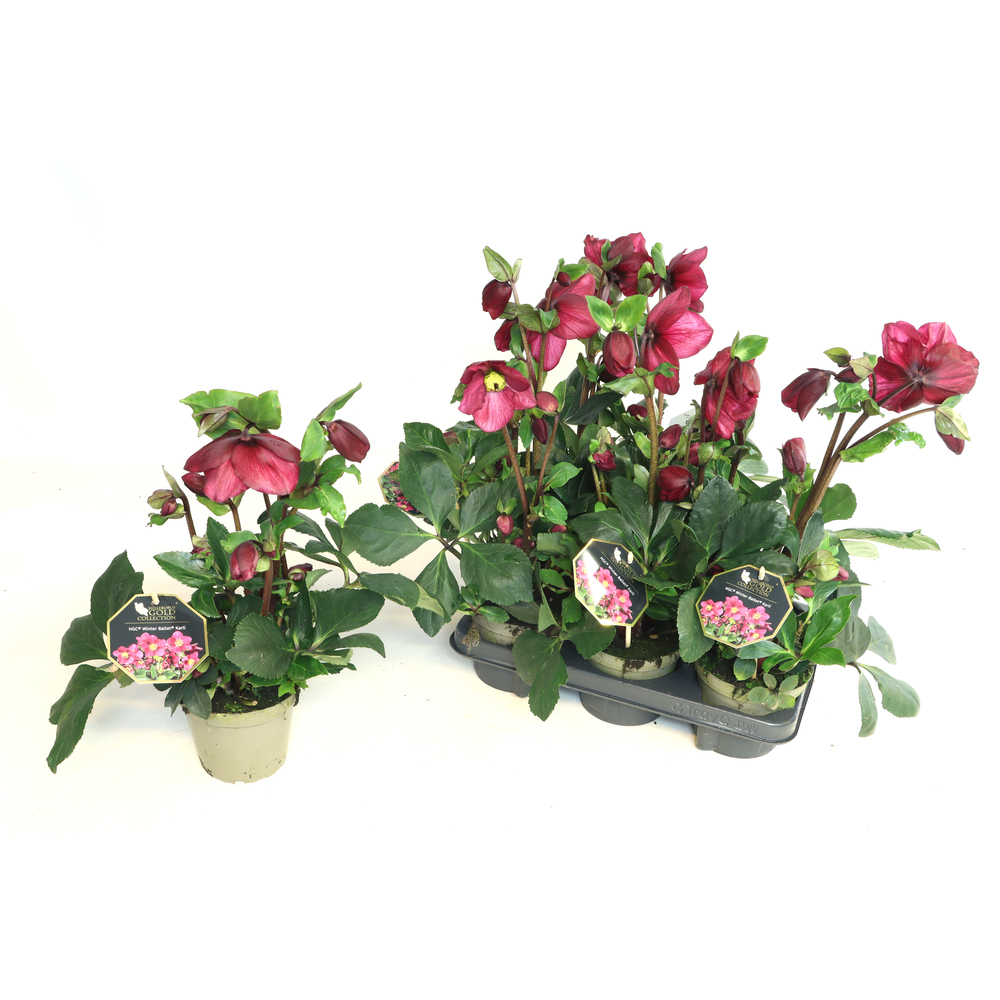 Helleborus lemperii hgc winter ballet karli