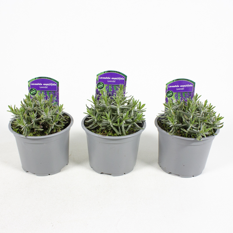 Lavandula angustifolia