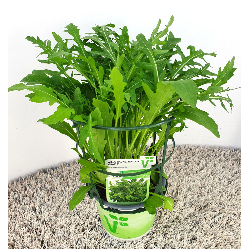 Diplotaxis tenuifolia farina