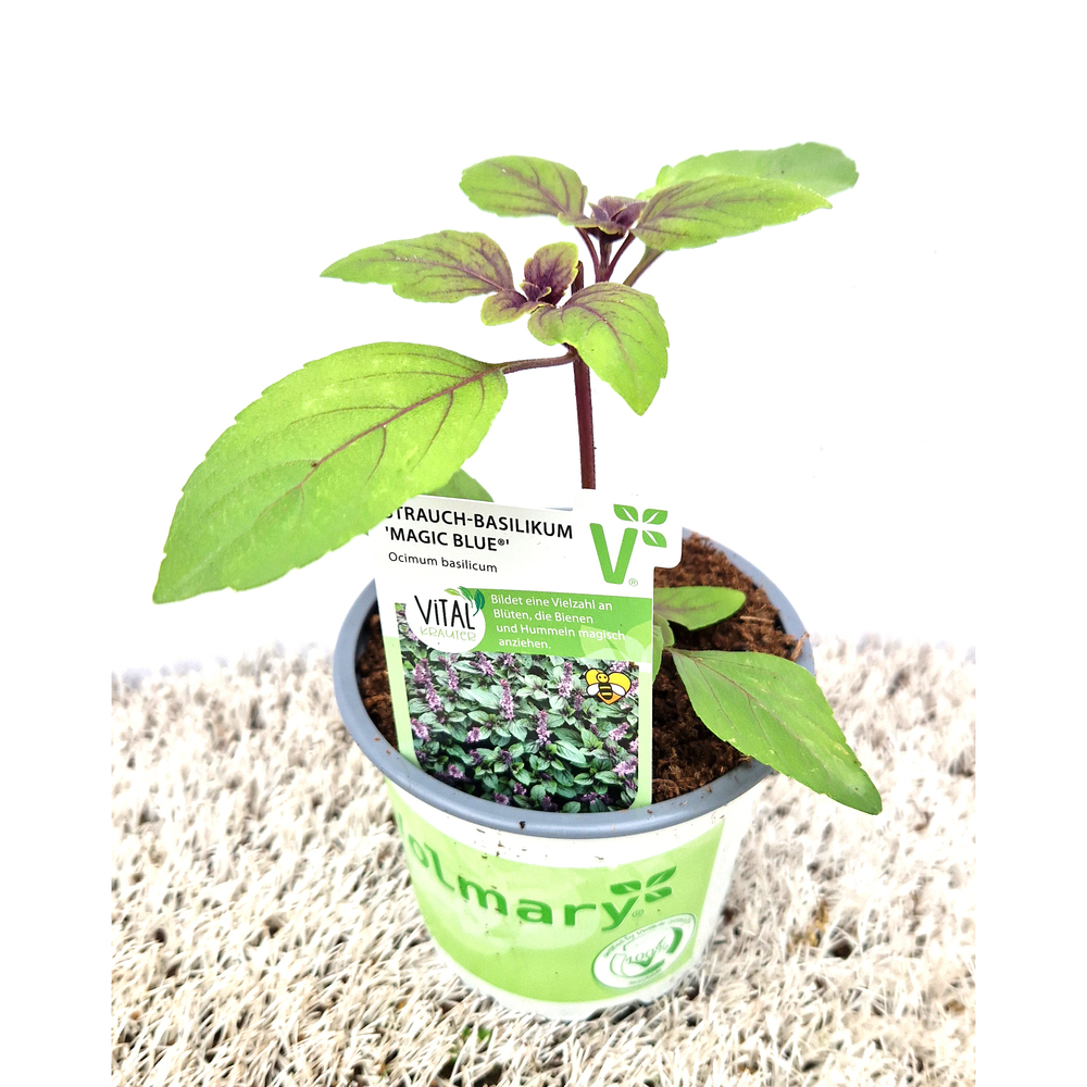Ocimum magic blue