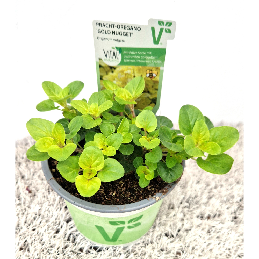 Origanum vulgare gold nugget