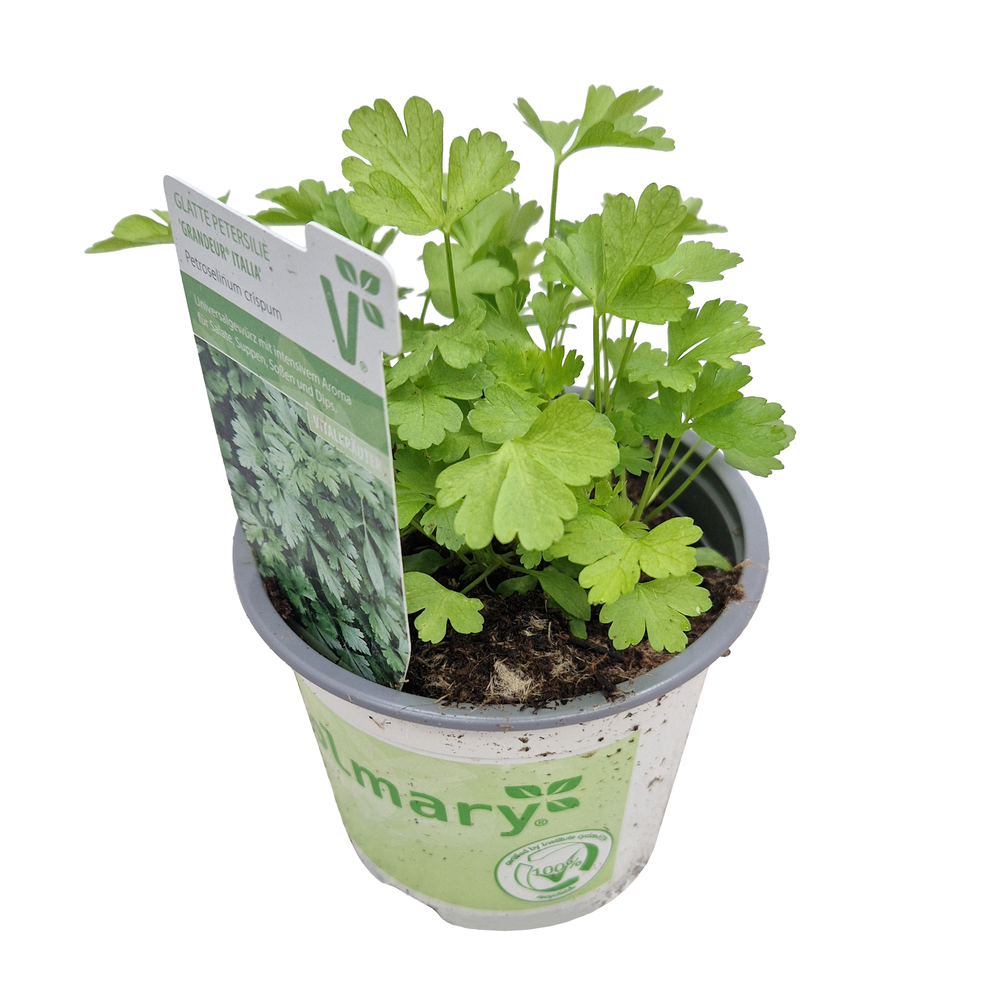 Petroselium crispum grandeur