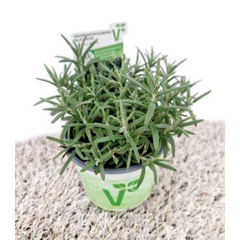 Rosmarinus officinalis blue winter