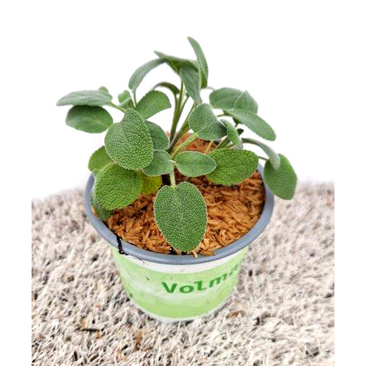 Salvia officinalis culinaria