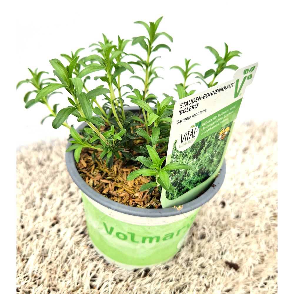 Satureja montana bolero