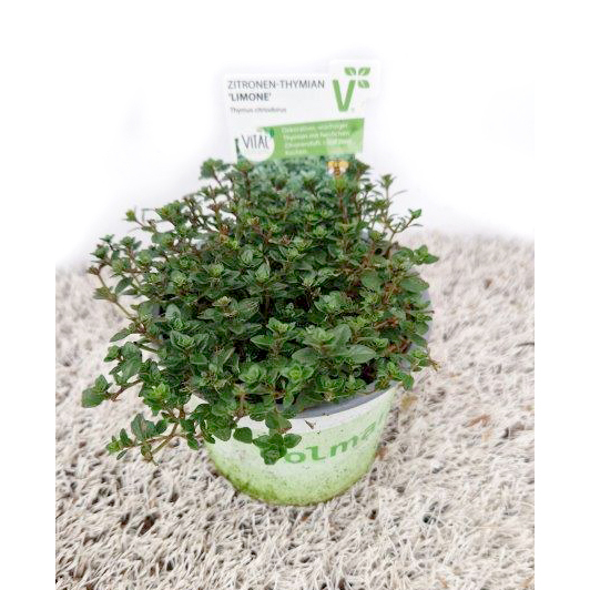 Thymus citriodorus summerdreams lemon green