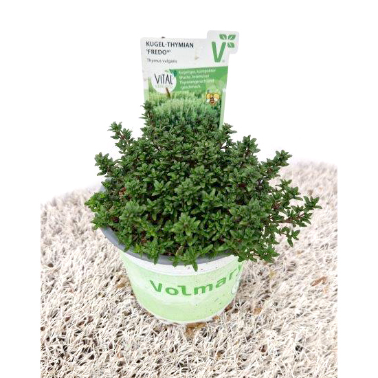 Thymus vulgaris fredo