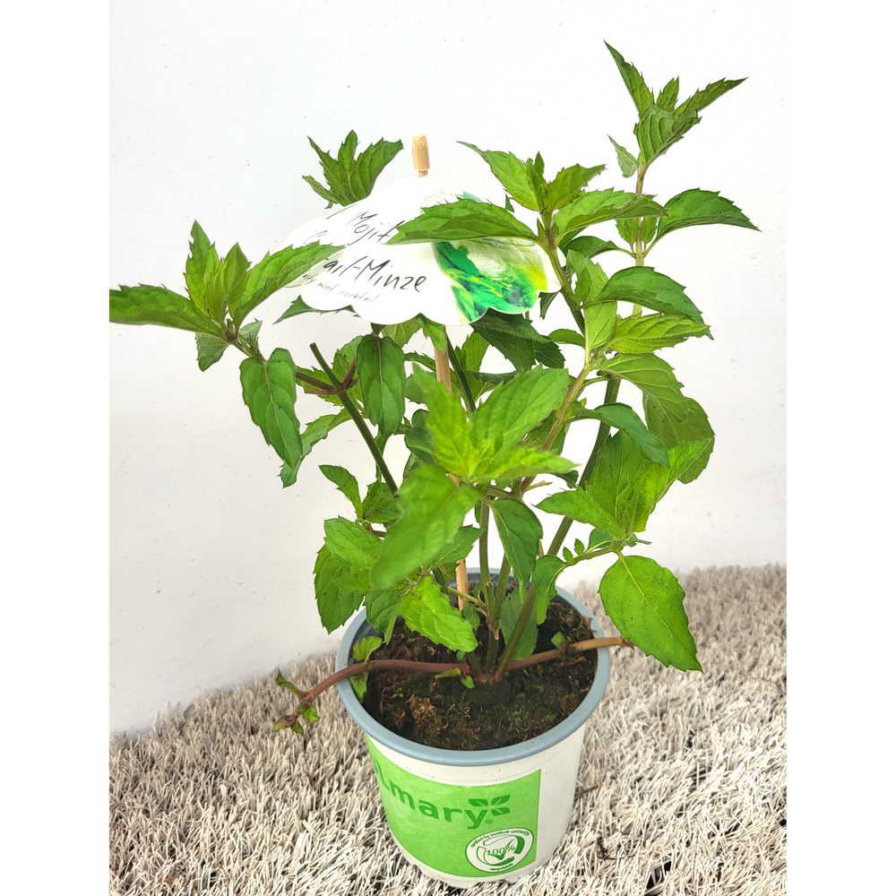 Mentha piperita mojito