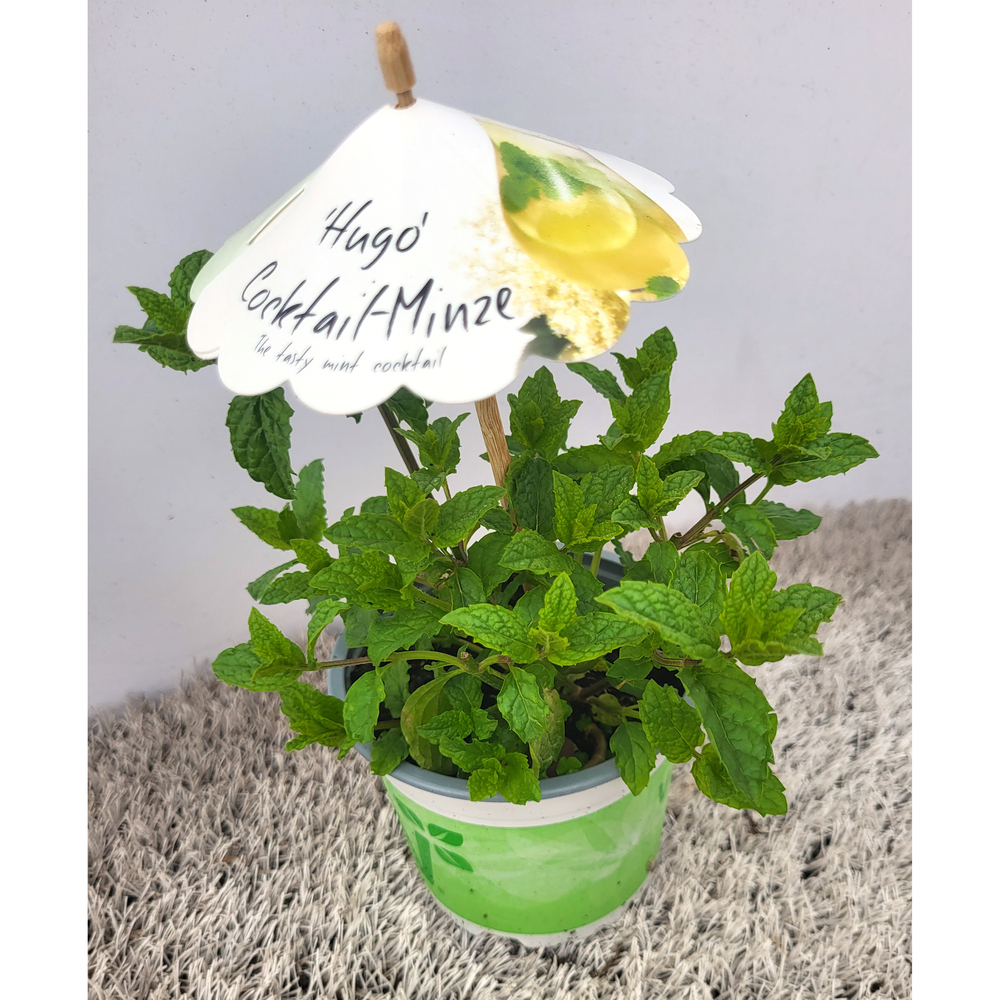 Mentha spicata var. crispa hugo