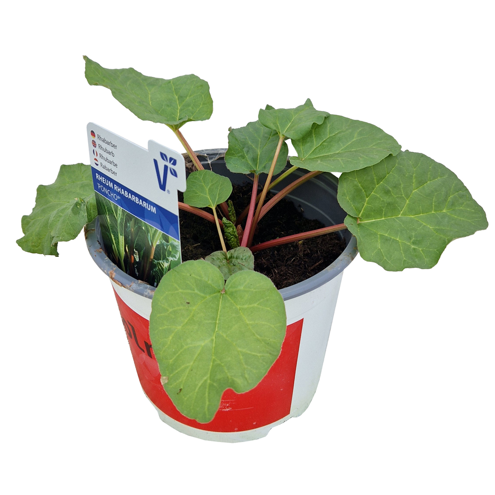 Rheum rhabarbarum poncho