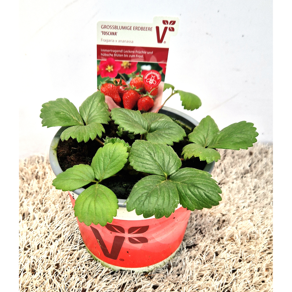 Fragaria ananassa toscana f1