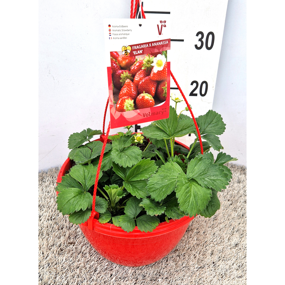 fragaria ananassa elan f1