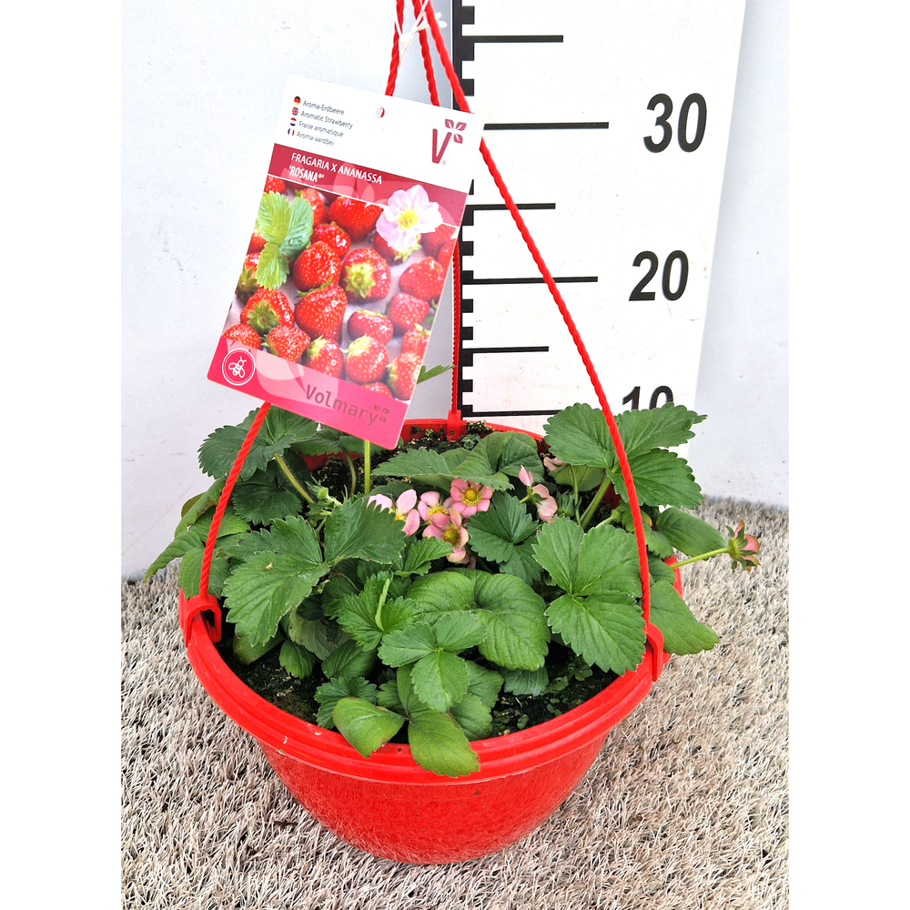 fragaria ananassa rosana f1