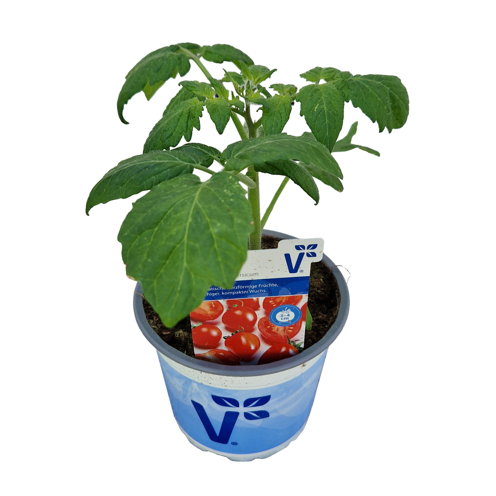 Lycopersicon lycopersicum evita classic