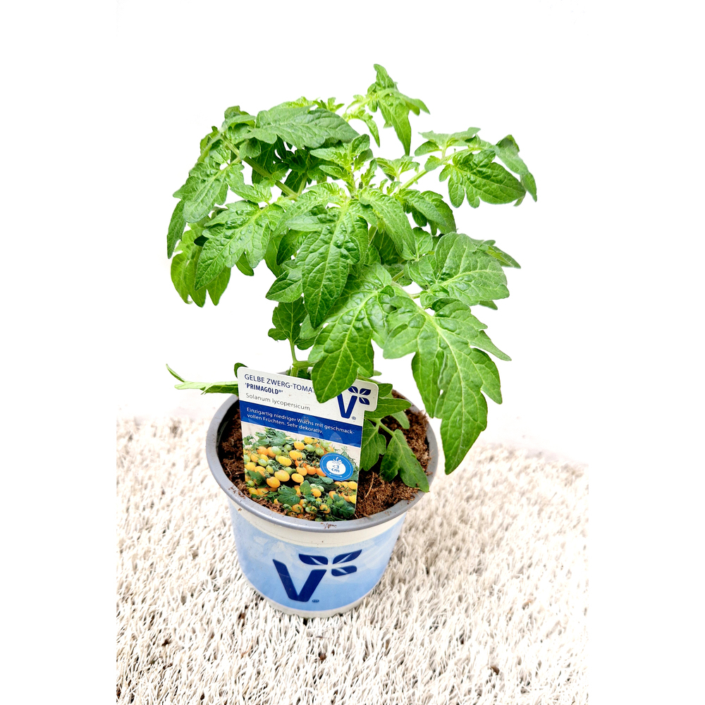 Lycopersicon lycopersicum primagold