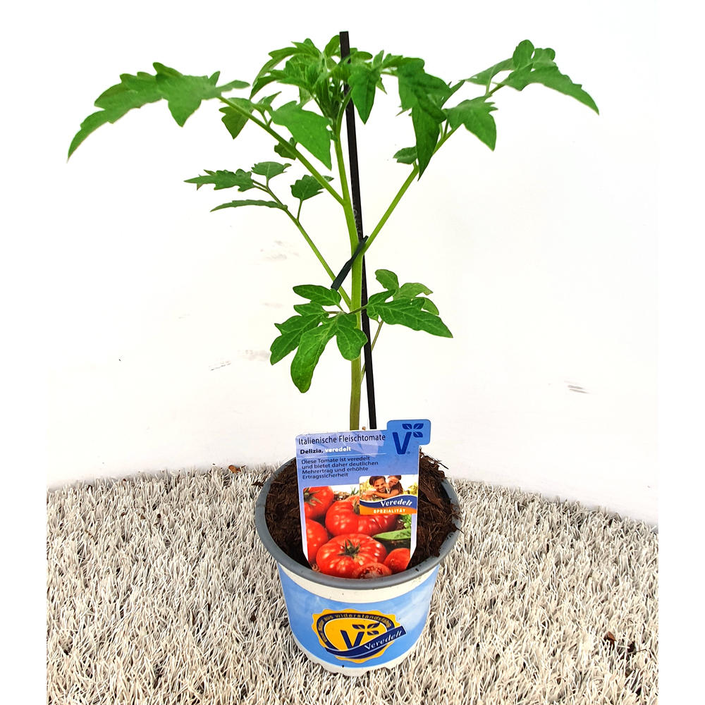 Lycopersicon esculentum marsala red