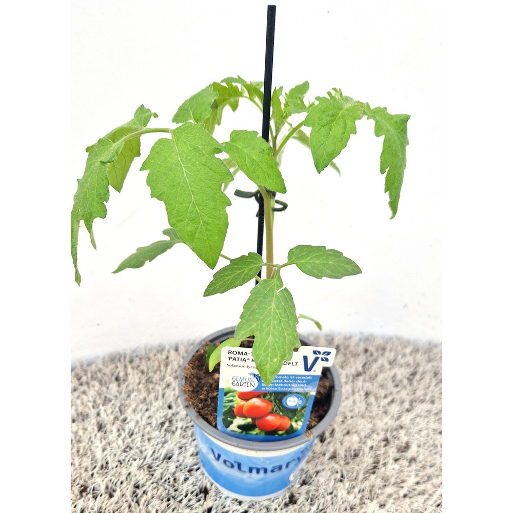 Lycopersicon esculentum patia red