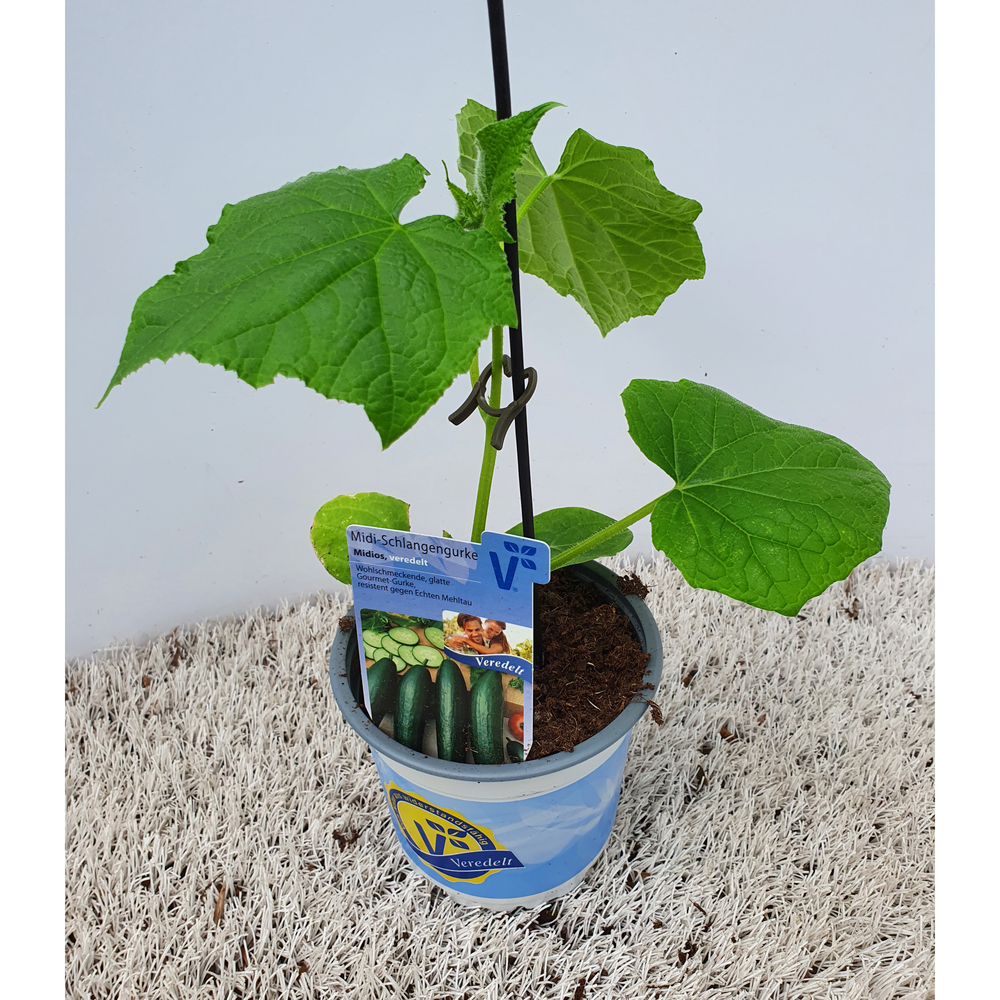 Cucumis sativus melva (midios) f1