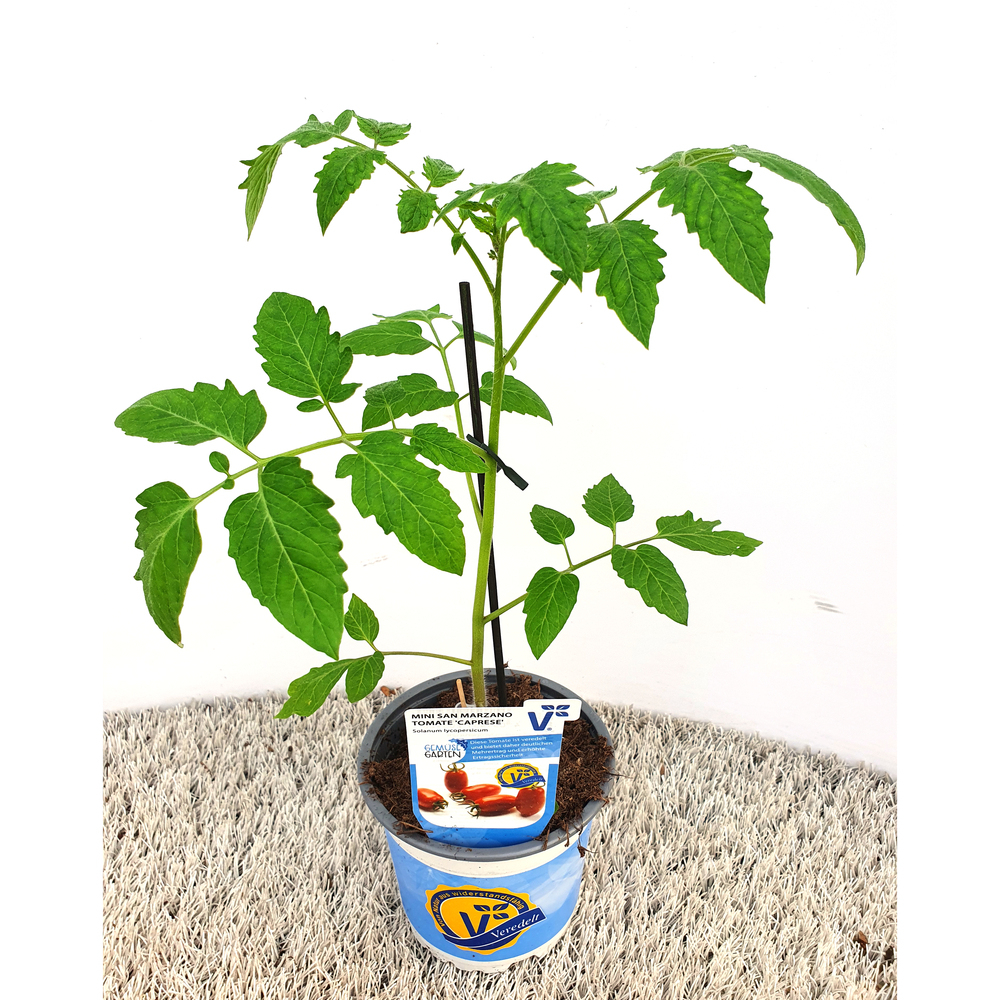 Lycopersicon esculentum caprese f1