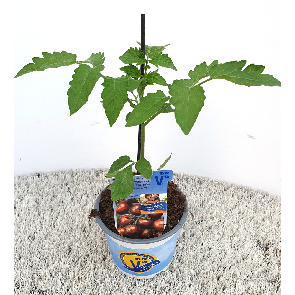 Lycopersicon esculentum manolo zebra