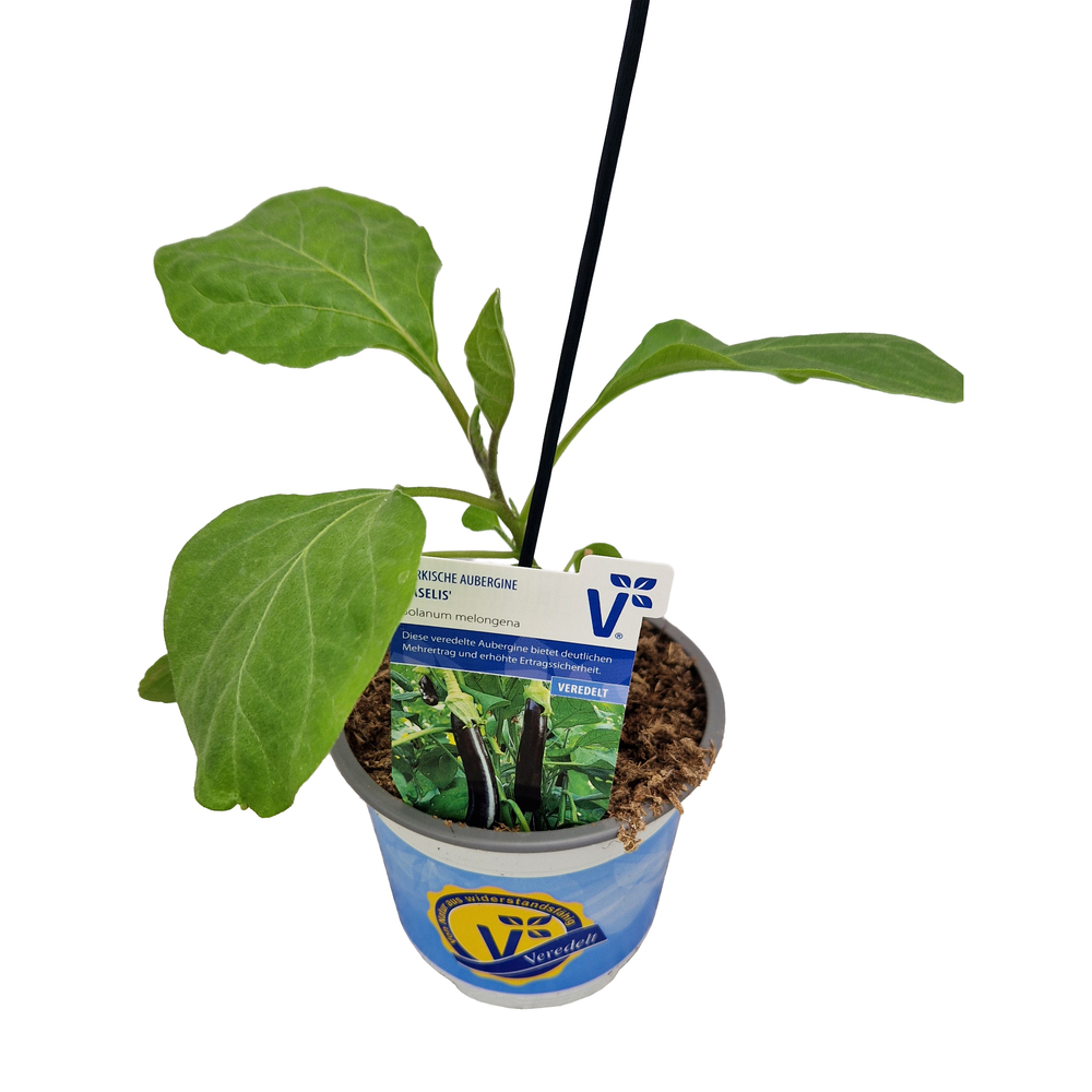 Solanum melongena faselis f1