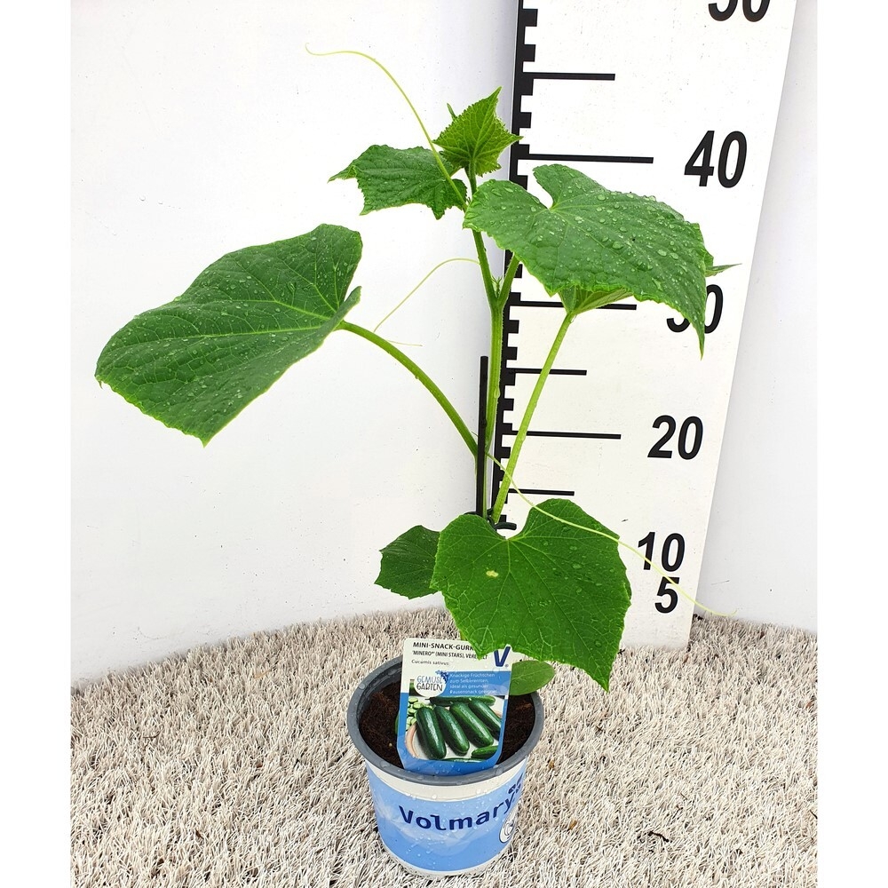 Cucumis sativus mini stars f1