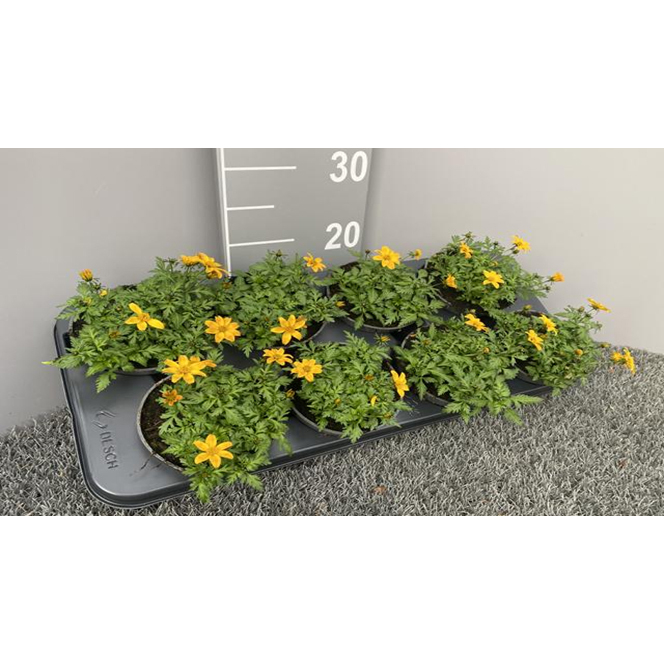 Bidens ferulifolia bee dance