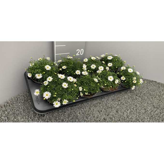 Brachyscome multifida surdaisy white