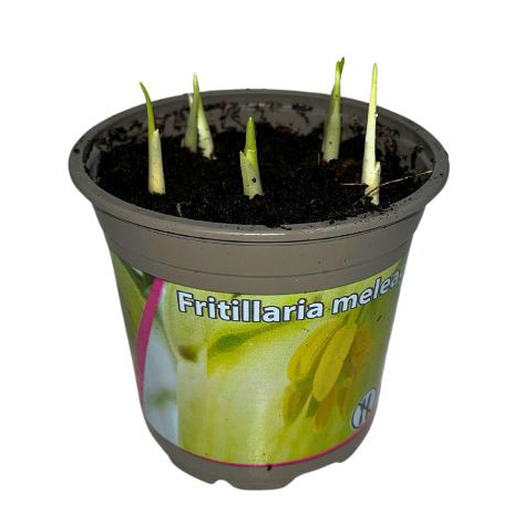 Fritillaria meleagris alba