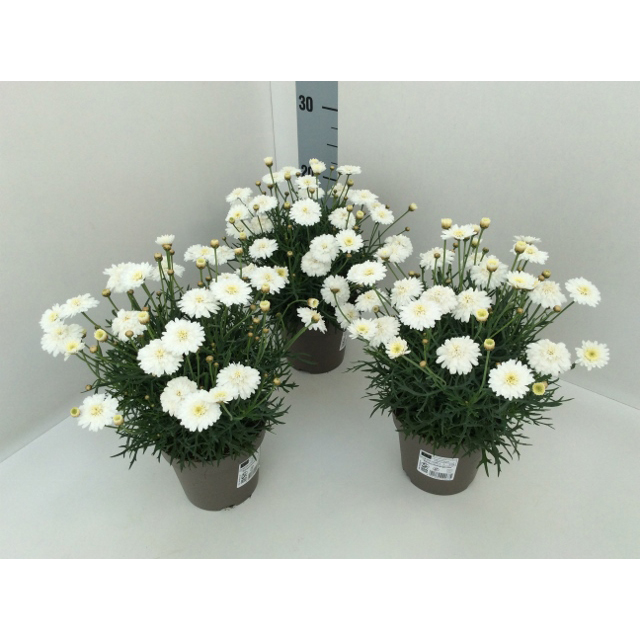 Argyranthemum frutescens molimba