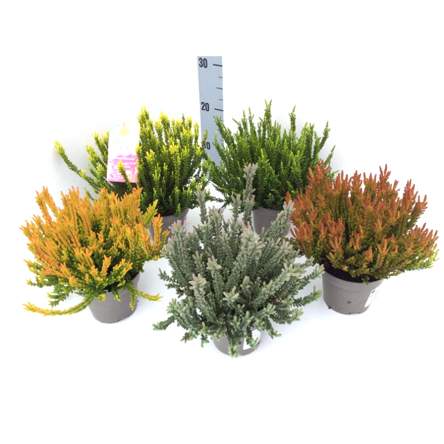 Calluna vulgaris garden girls sunset girls