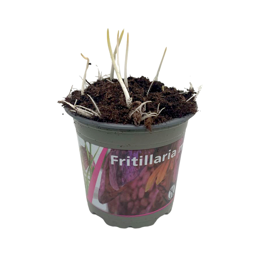 fritillaria meleagris