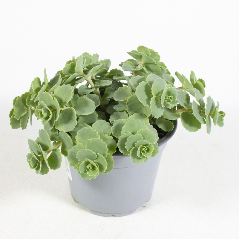 Sedum sieboldii