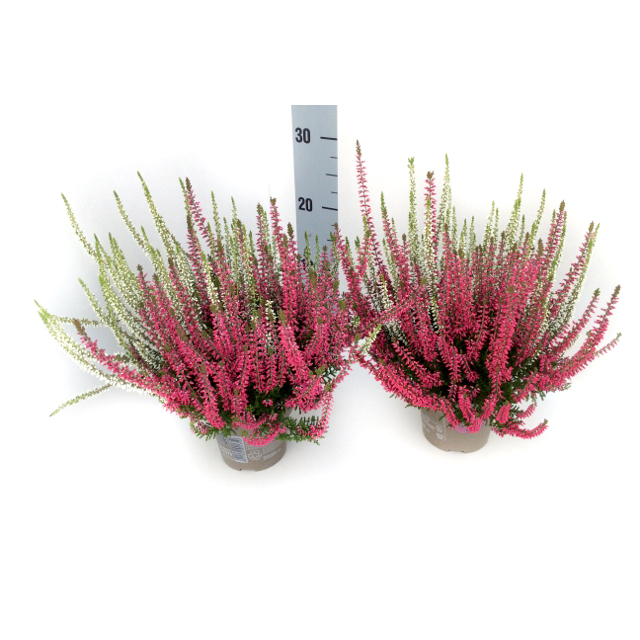 Calluna vulgaris garden girls twin