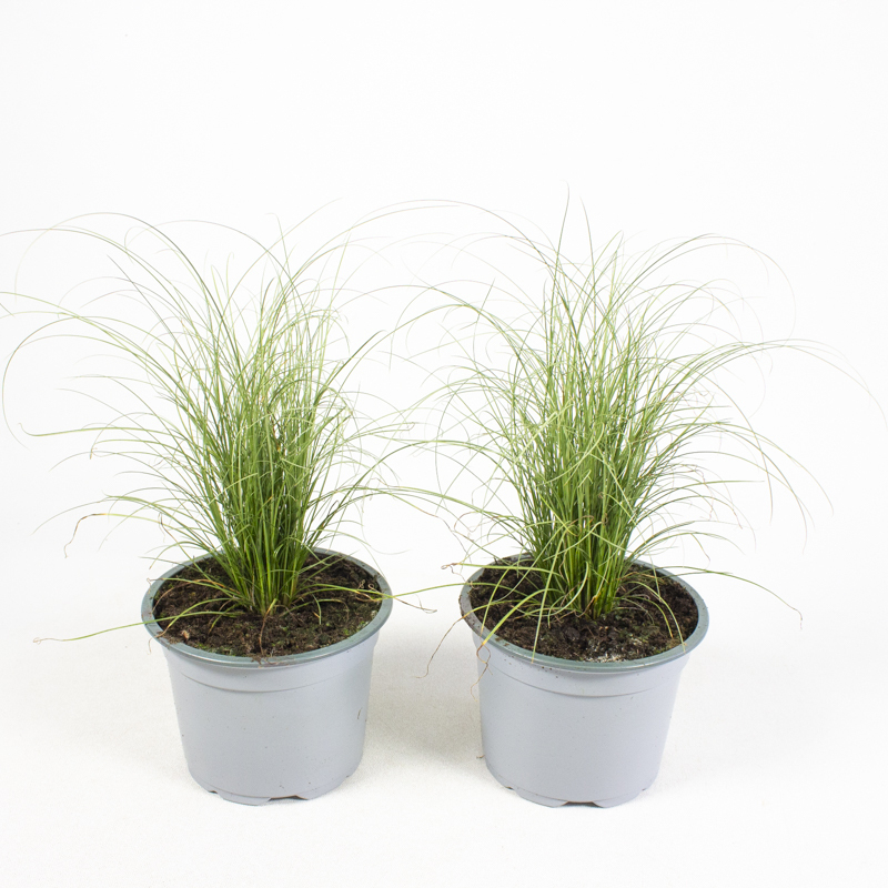 Carex comans frosted curls