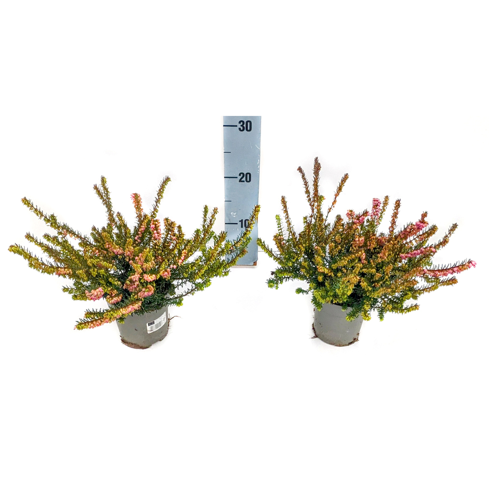 Erica darleyensis salmon princess