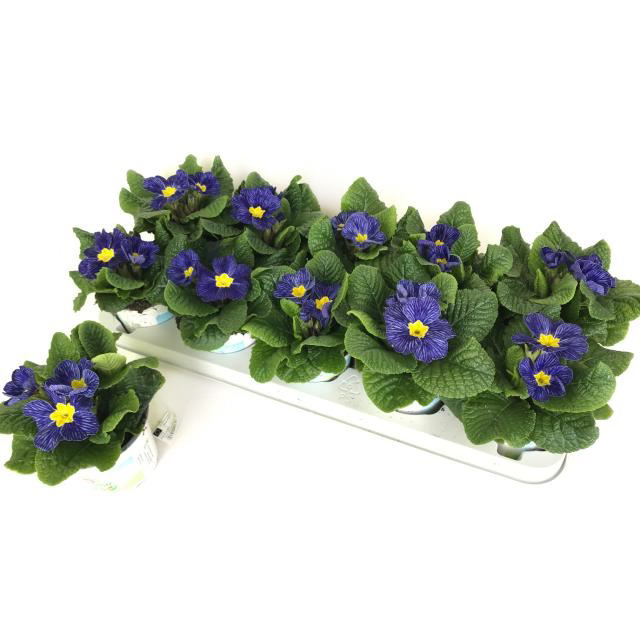 Primula acaulis zebra