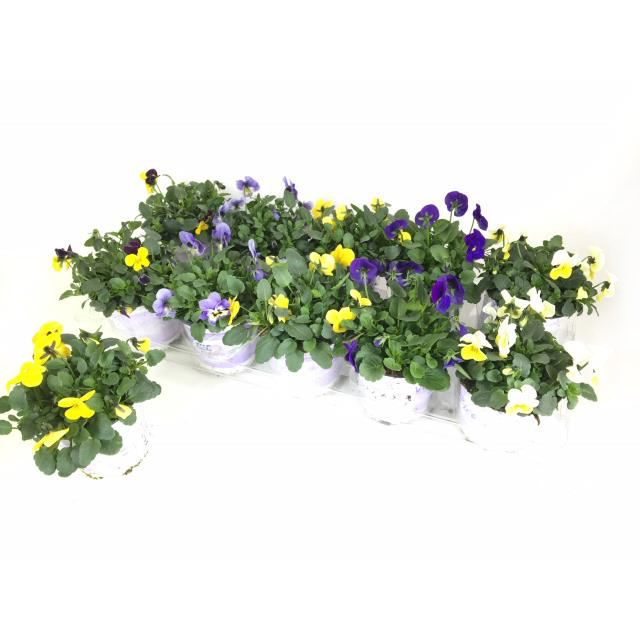 Viola cornuta ice babies