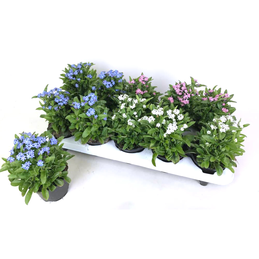 Myosotis sylvatica mon amie