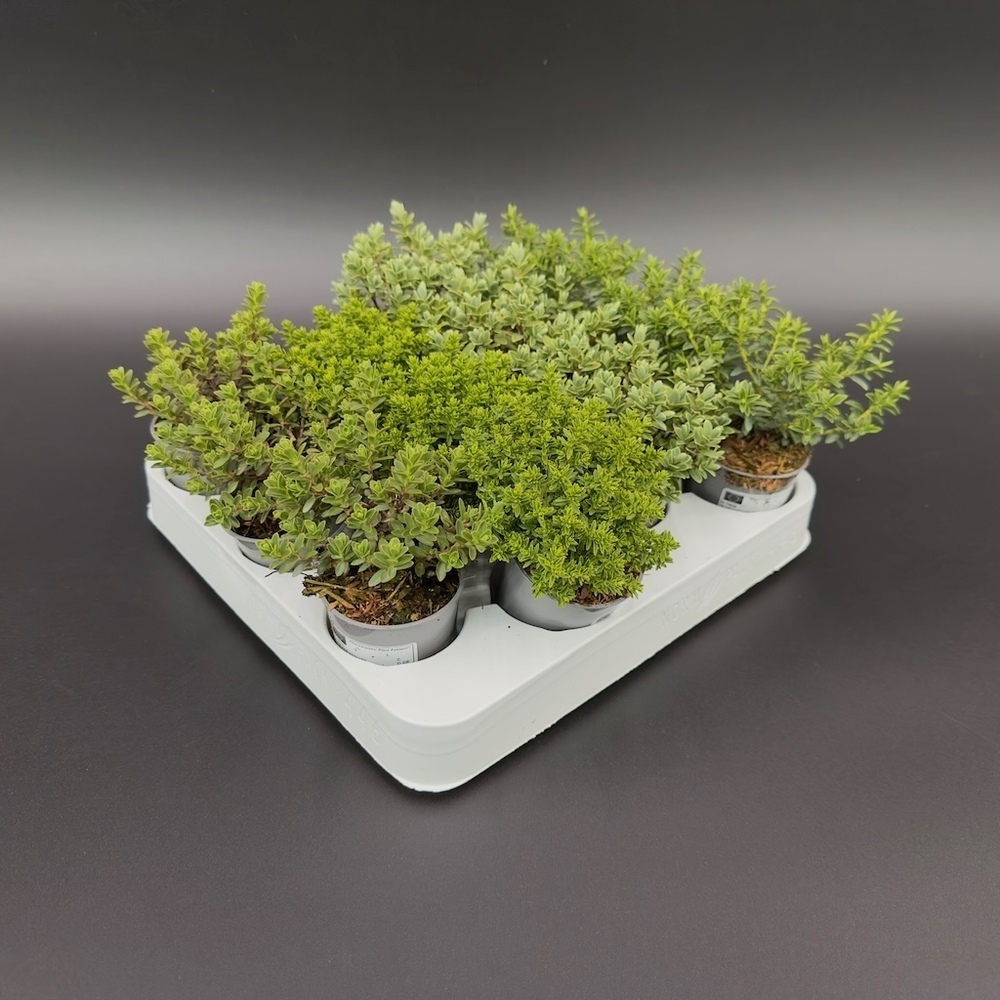 Hebe armstrongii mini