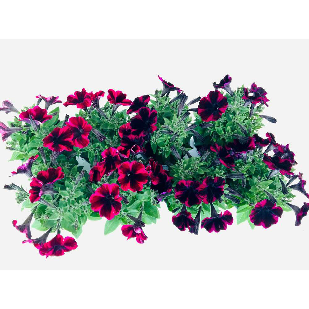 Petunia johnny flame