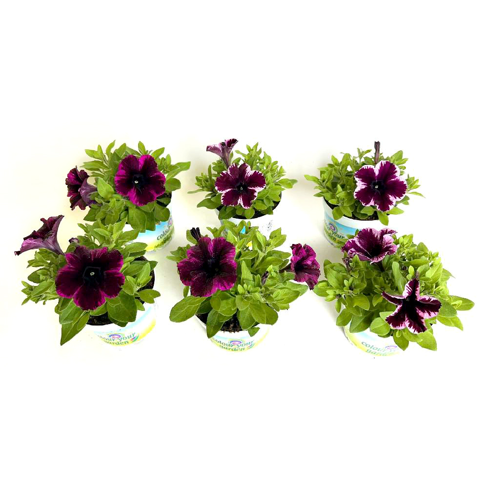 Petunia peppy´s