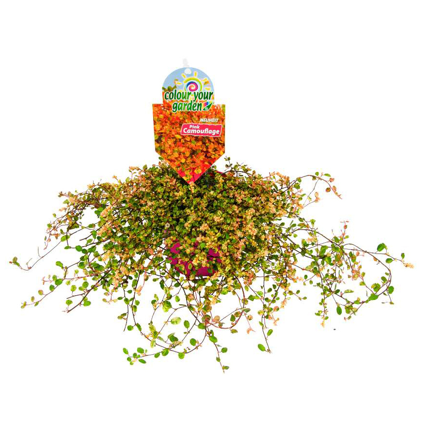 Muehlenbeckia complexa pink camouflage