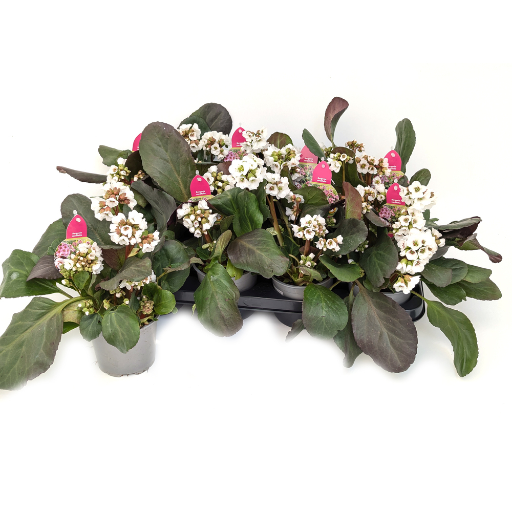 Bergenia cordifolia schneekristall