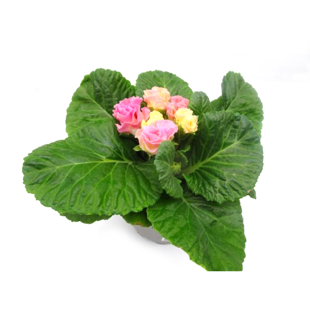 Primula acaulis candy rose