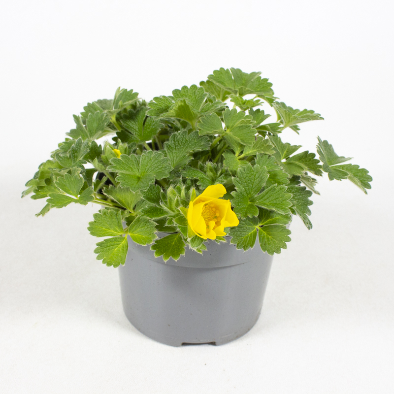 Potentilla megalanta