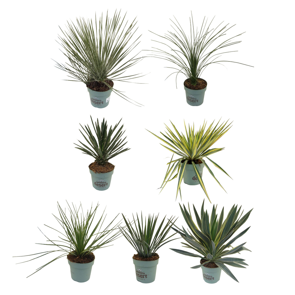 yucca