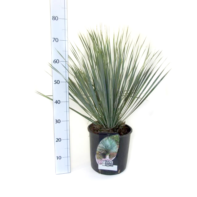 Yucca rostrata