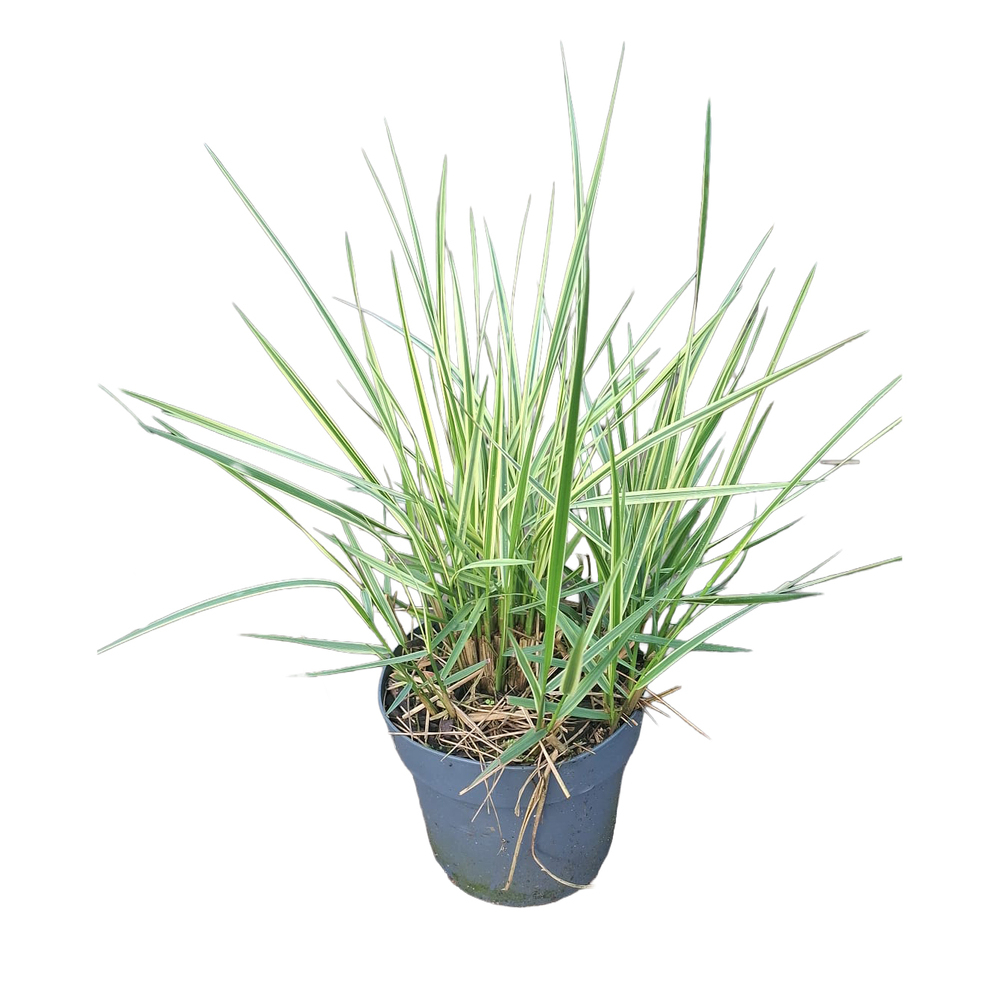 Calamagrostis x acutifolia overdam